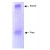 Western Blot: Apolipoprotein A I Antibody [NB400-147] - Coommassie stained gel showing  both free and HDL bound apoA-I eluted from  a solid phase resin prepared using  NB 400-147 anti-Human apoLipoprotein  A-I antibody. The resin was reacted with  human serum prior to washing and elution of  bound proteins. The gel was composed of  0.75% agarose in a native buffer system.  Separation occurred at room temperature.